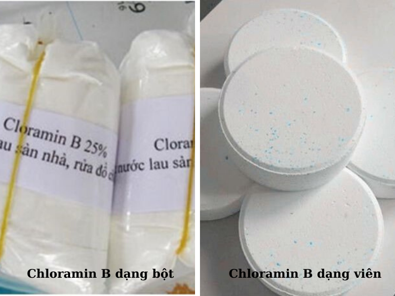 Cloramin B được sản xuất ở dạng bột và dạng viên
